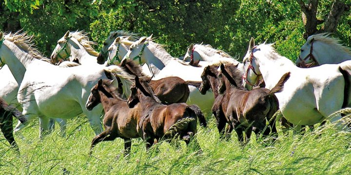 Lipica Horses